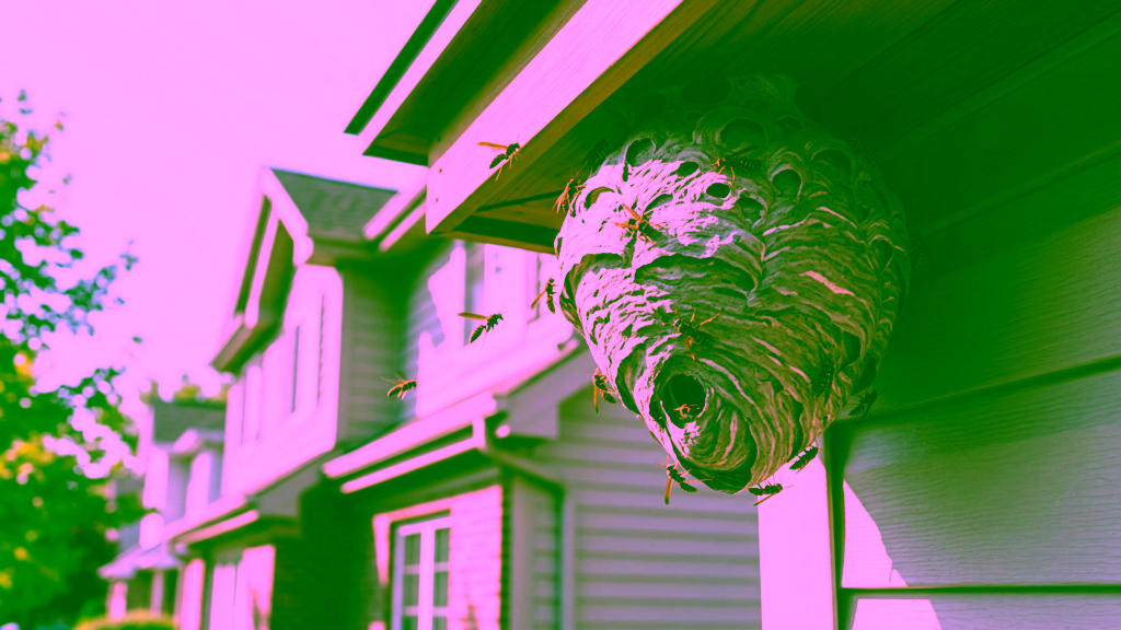 Signs of a wasp nest in NYC