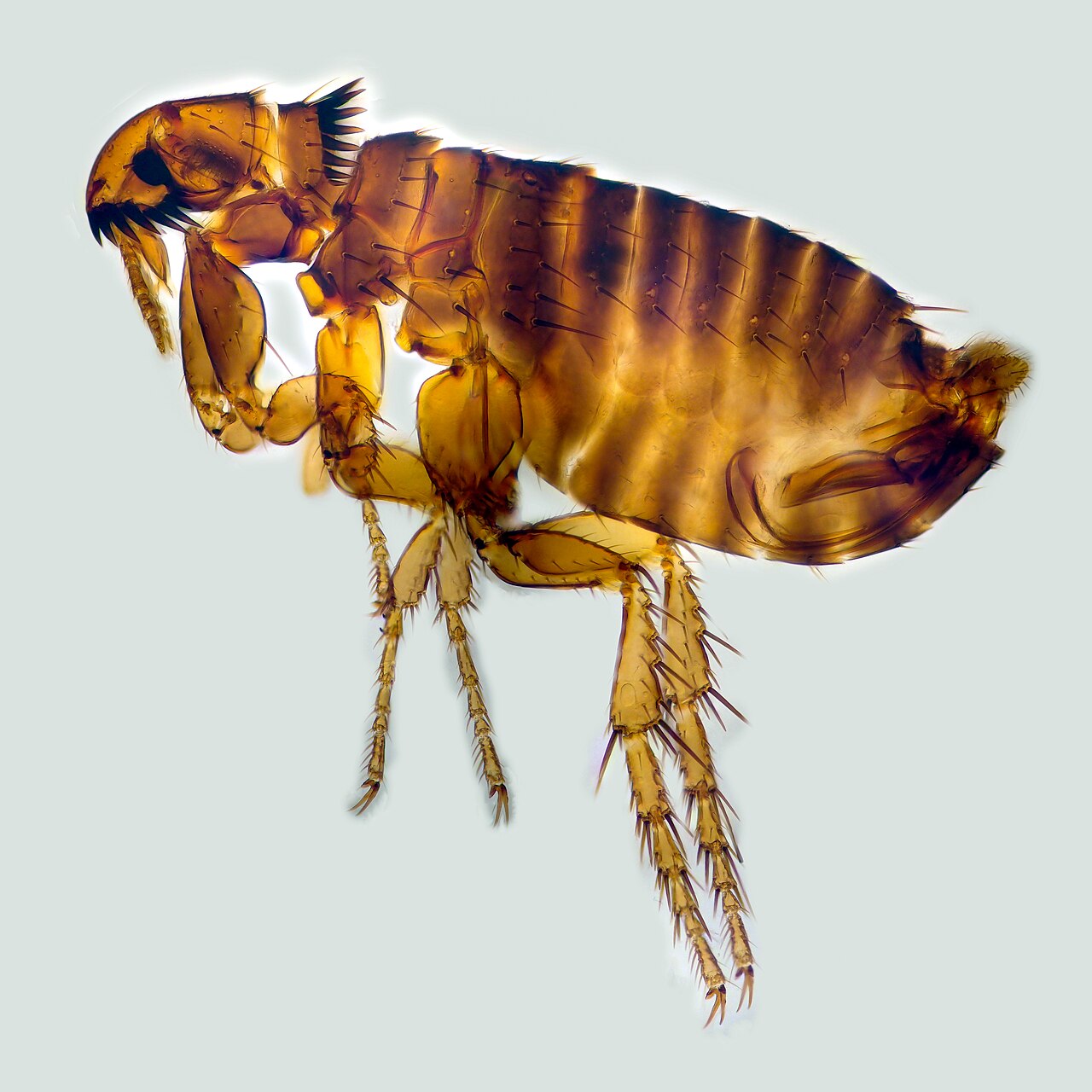 A close-up of a cat flea, the flea species found in NYC apartments with or without pets