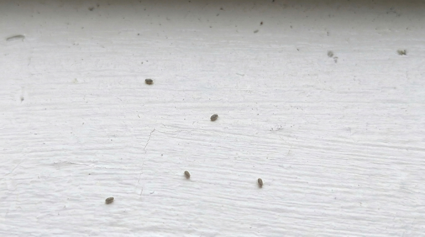 Close-up of tiny grayish-brown specks scattered across white-painted wood.